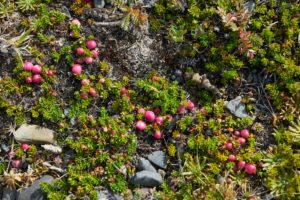 succulents with red berries in Torres del Paine, Chile succulents with red berries in Torres del Paine, Chile